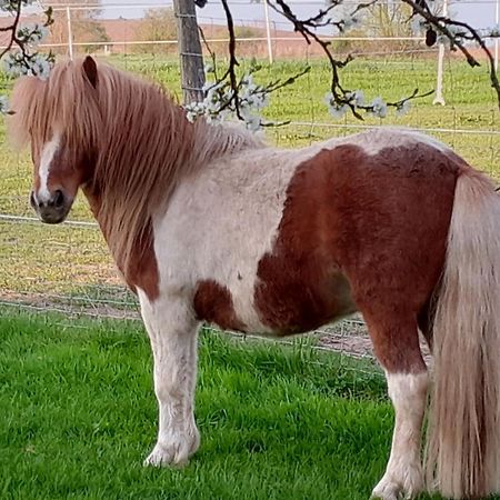 דירות Rathlau Der Kleine Fuchshof Mit Hund, Pferd Und Huhn מראה חיצוני תמונה
